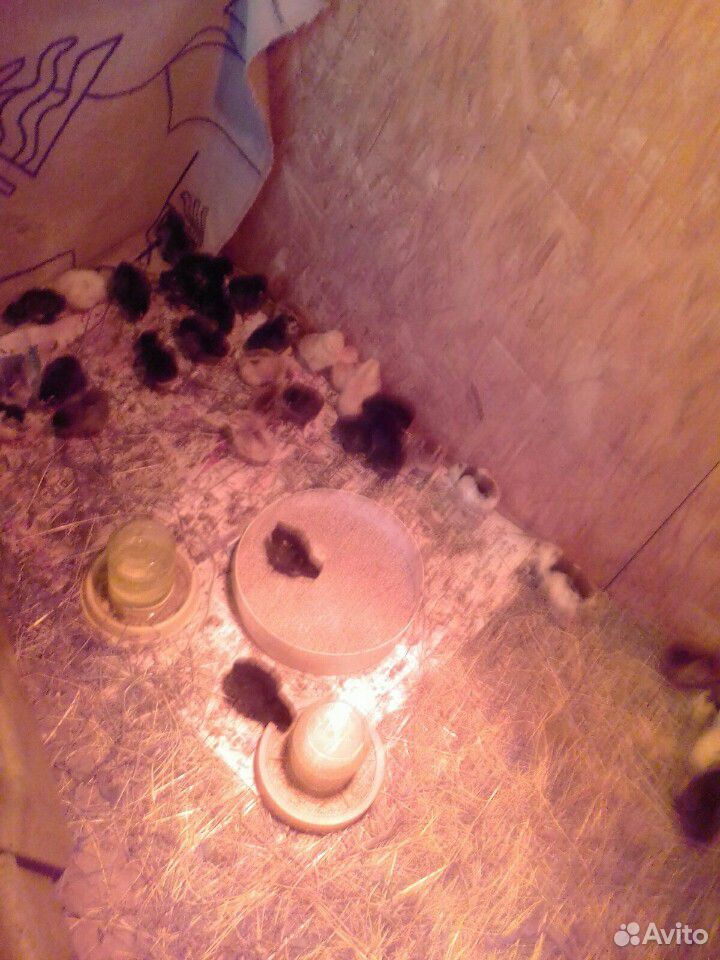 Цыплятки проместных породистых кур. 19.07 купить на Зозу.ру - фотография № 2