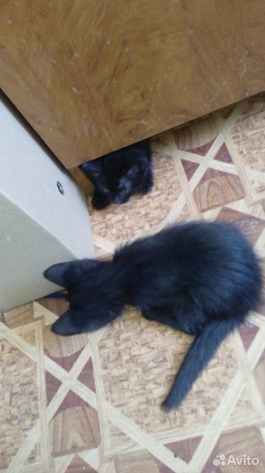 Котята сибирской кошки купить на Зозу.ру - фотография № 3