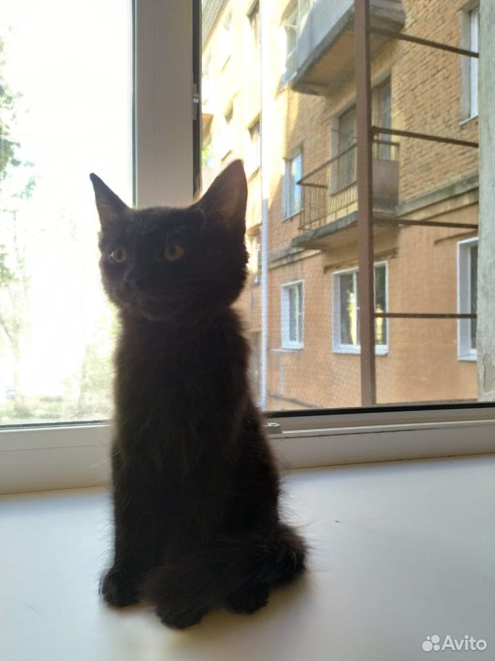 Черные котята 2 месяца купить на Зозу.ру - фотография № 3