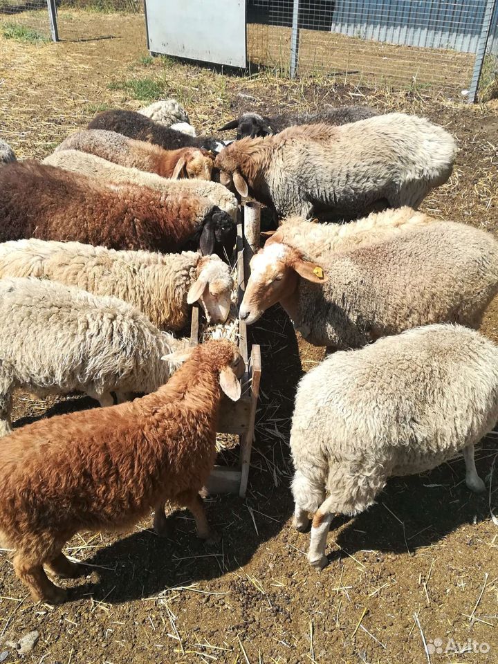 Продам овец с ягнятами купить на Зозу.ру - фотография № 2