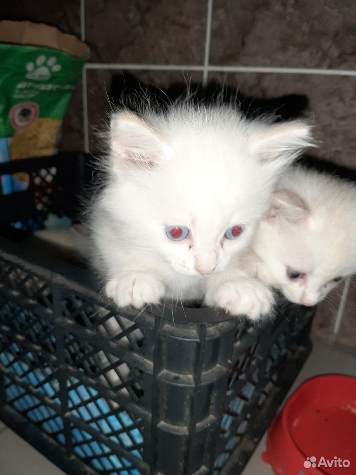 Три кота) от кошки мышеловки купить на Зозу.ру - фотография № 4