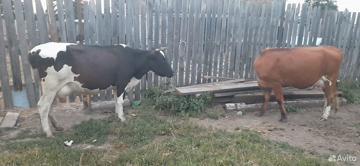 Две коровы купить на Зозу.ру - фотография № 1