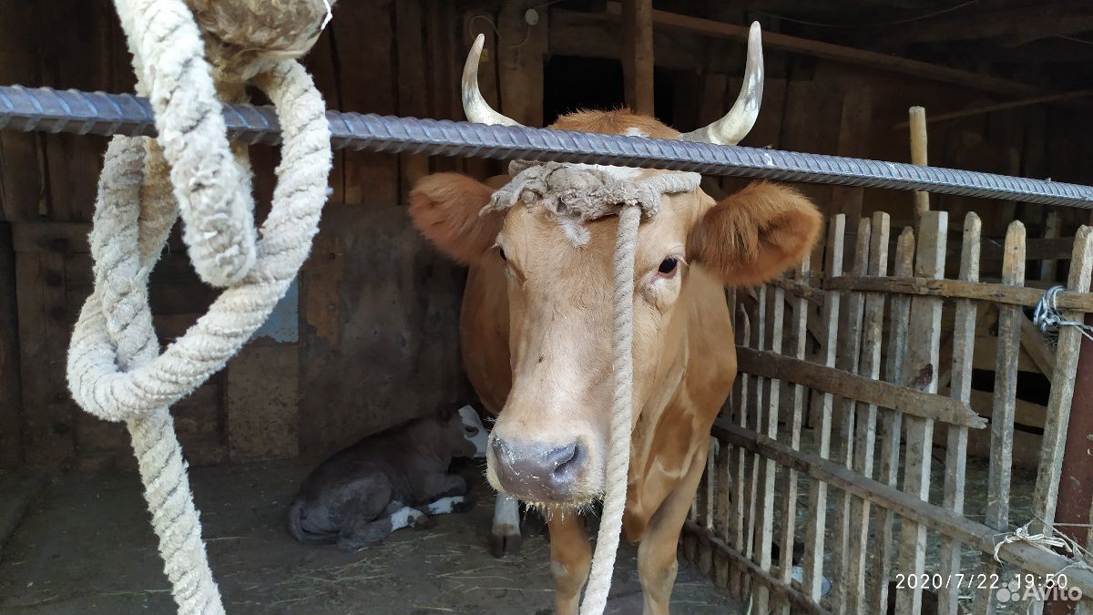 Корова с теленком (бычок) купить на Зозу.ру - фотография № 1
