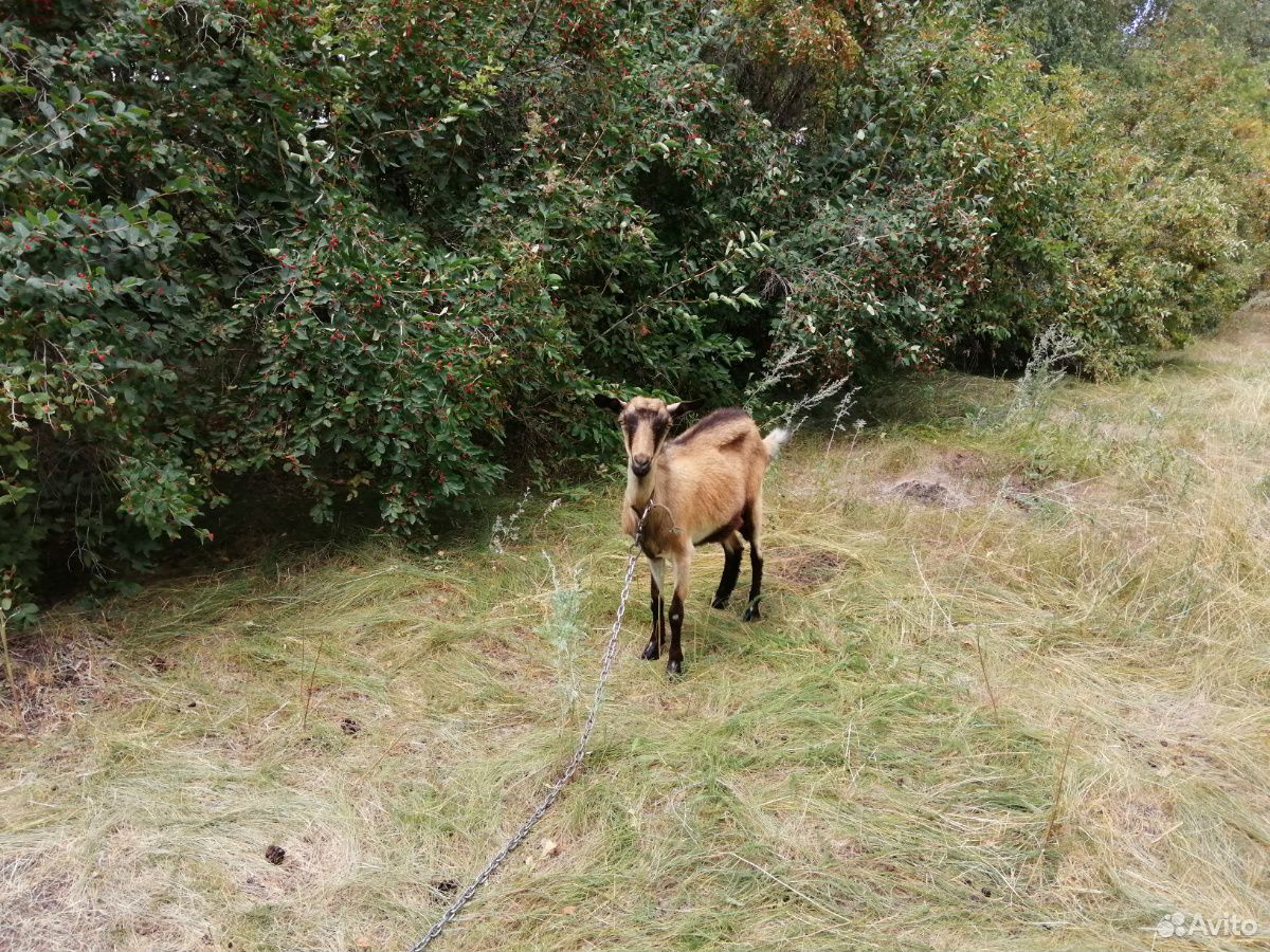 Нубийская коза купить на Зозу.ру - фотография № 4