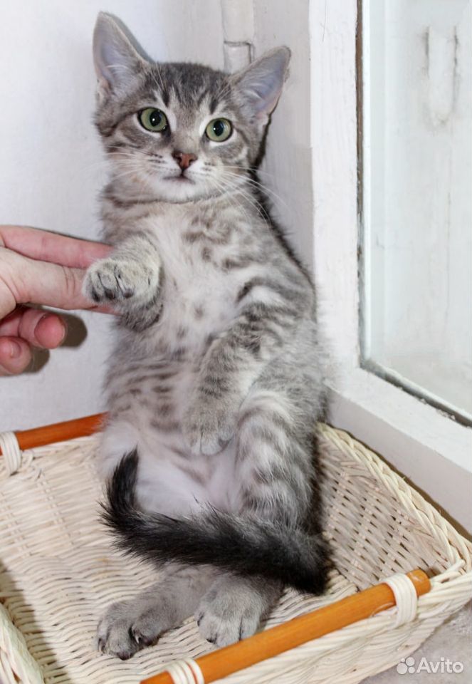 Полосатенький котенок в добрые руки купить на Зозу.ру - фотография № 1