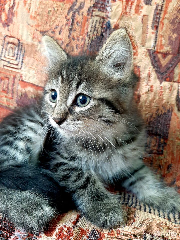 Отдам котенка в добрые руки, мальчик 2,5 месяца, м купить на Зозу.ру - фотография № 1