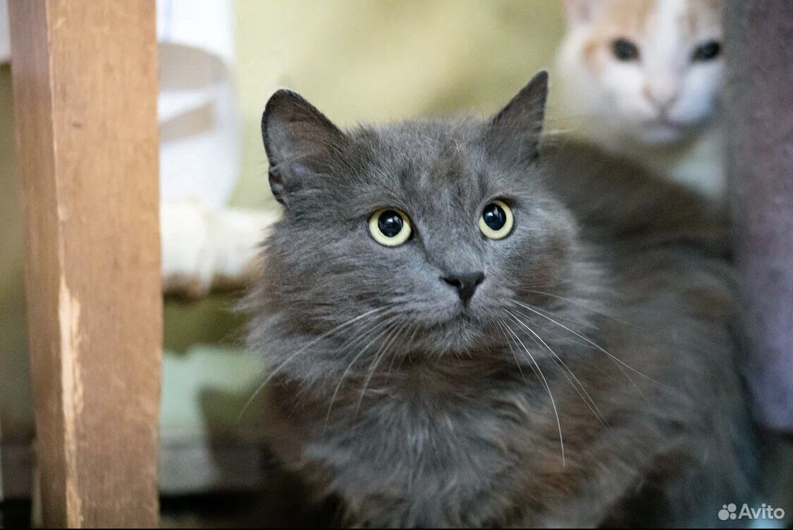 Серый кот 1 годик купить на Зозу.ру - фотография № 2