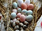 Яйца инкубационные объявление продам