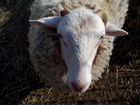 Овца и баран объявление продам