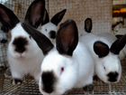 Продаются племенные кролики Калифорнийской породы объявление продам