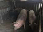 Свиньи мясной породы объявление продам