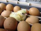 Яйцо инкубационное объявление продам