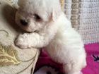 Бишон фризе,миниатюрная белоснежная собачка объявление продам