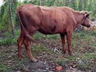 Корова тельная 2 месяца объявление продам