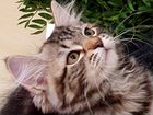 Невские маскарадные котята из питомника объявление продам