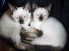 Чистокровный сиамский котенок объявление продам
