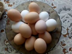 Куриные яйца домашние
