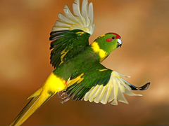 Птенцы Какарики попугаи для обучения "разговору"