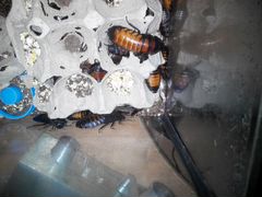 Тараканы Мадагаскарские Крупные вместе с аквариумо