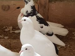 Бакинские широкохвостные голуби 2019