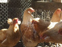 Инкубационное яйцо и цыплята Араукана