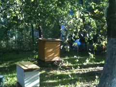 Мед натуральный,пчелосемьи