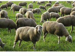Продам стадо овец