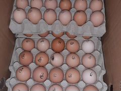 Инкубационное яйцо бройлеры, несушки