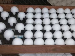 Яйцо инкубационое от домашних кур несушек