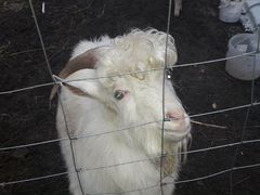 Продам козла зааненского красавца и две козы