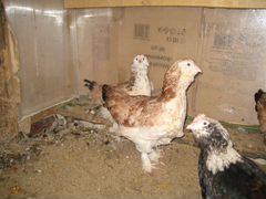 Куры Фаверолей,инкубационное яйцо и цыплята