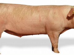 Свиноводство- самец производитель-свиноматки