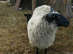 Романовская овца только на мясо
