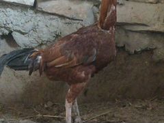 Бойцовский петух-цыпленок