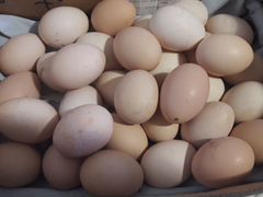 Яйца инкубадионные куриные