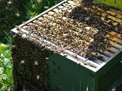 Ульи с пчёлами