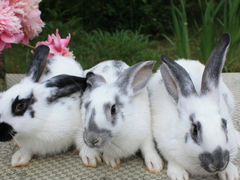 Кролики разные породы