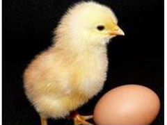 Инкубационное яйцо бройлера, суточный цыпленок