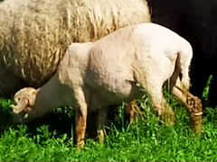 Овца молодая