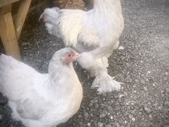 Инкубационное яйцо,цыплята Брама Изабель