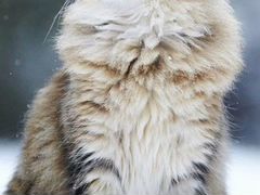 Котята Сибирской породы