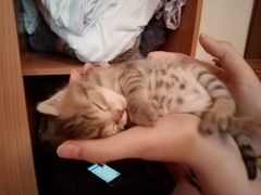 Котёнок в хорошие руки