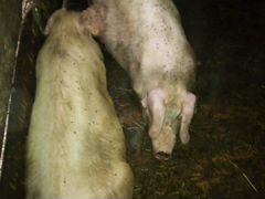 Две супоростные свиньи