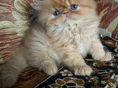 Котенок персидской породы