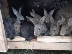 Кролики в Кстовском р-не