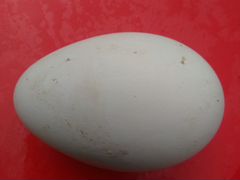 Продам инкубационные яйца гусей линда