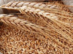 Зерно пшеница и/или ячмень 2т