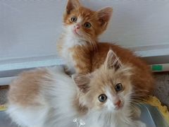 Два рыжих котёнка