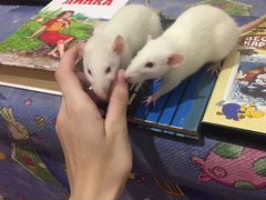 Крысы с клеткой и дополнениями