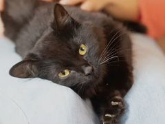 Черная кошка Лира ищет дом